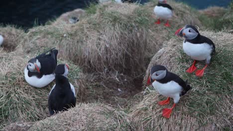 Close-up-of-Puffins-walking-arround-on-a-windy-day-in-Iceland