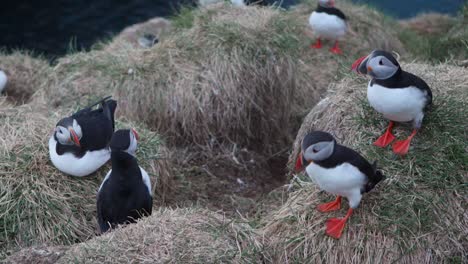 primer plano de papagaios caminando en un día de viento en islandia