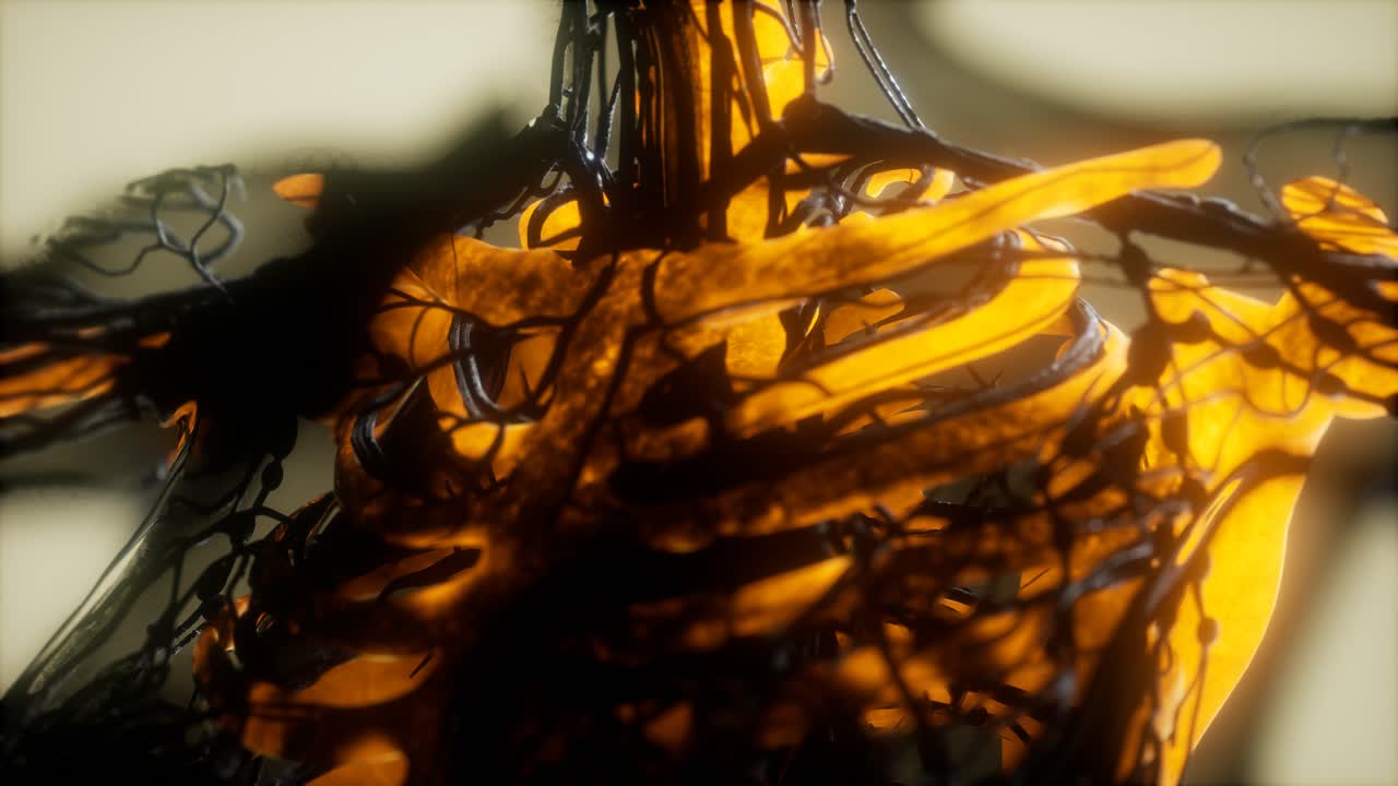 인간의 골격  ⁇  스캔 발광