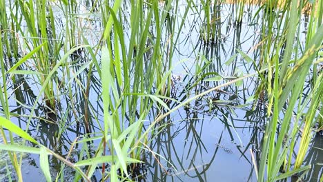 lush green rice plants in tranquil water