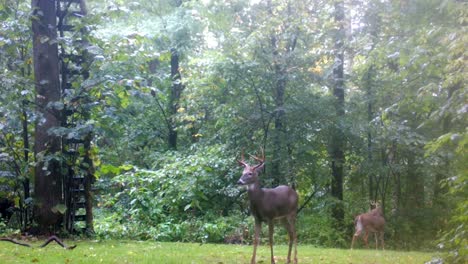 dos caballos jóvenes pastando en un claro en el bosque en el medio oeste superior a principios de otoño