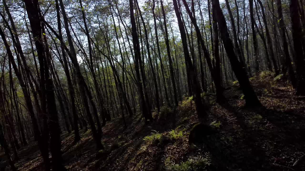 volar sobre un bosque mágico de ensueño maravillosas imágenes aéreas dentro del bosque escena oscura puesta de sol color dorado luz y la sombra del árbol alto sol brillante llamarada escénico bosque hyrcanian en irán