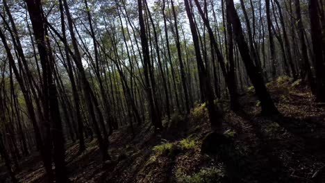 Vuela-Sobre-Un-Bosque-Mágico-De-Ensueño-Maravillosas-Imágenes-Aéreas-Dentro-Del-Bosque-Escena-Oscura-Puesta-De-Sol-Luz-De-Color-Dorado-Y-La-Sombra-Del-árbol-Alto-Sol-Brillante-Llamarada-Escénica-Madera-Del-Bosque-Hircaniano-En-Irán