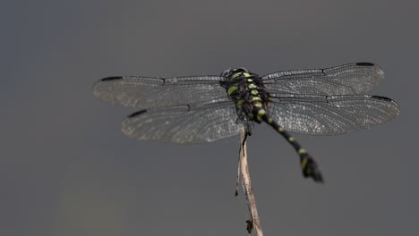 the common flangetail dragonfly is commonly seen in thailand and asia