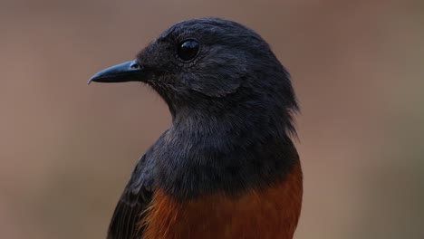 mirando hacia la izquierda mientras la cámara se aleja, shama copsychus malabaricus, tailandia