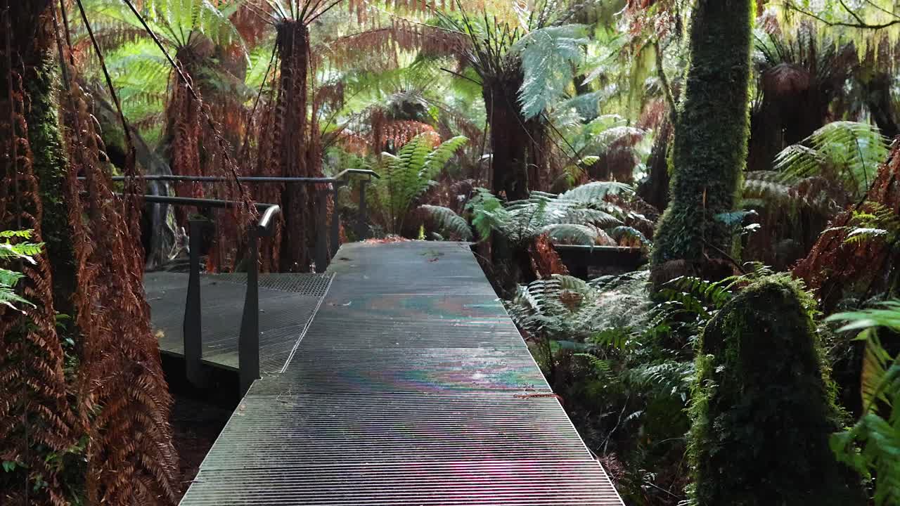 un paseo panorámico a través de un exuberante bosque tropical en un paseo marítimo