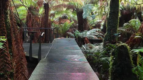 scenic walk through lush rainforest on a boardwalk