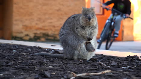 madre y bebé quokka en rottnest island