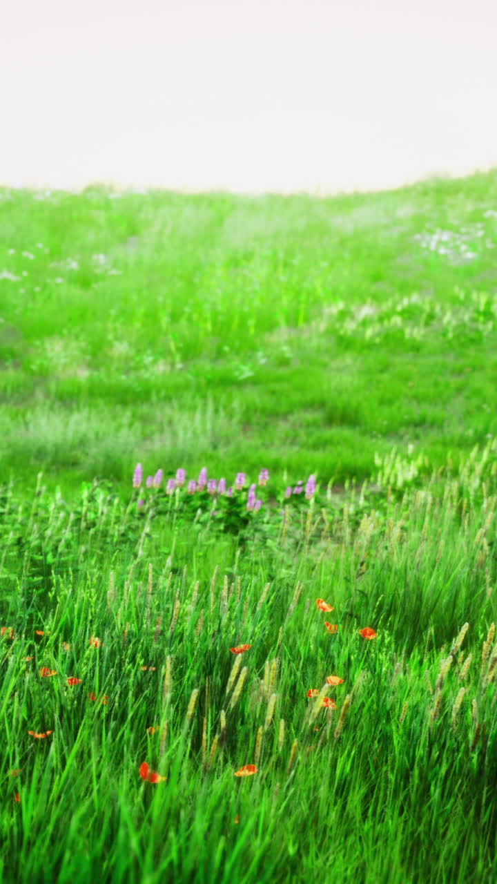 Lush green meadow filled with wildflowers under a bright summer sky