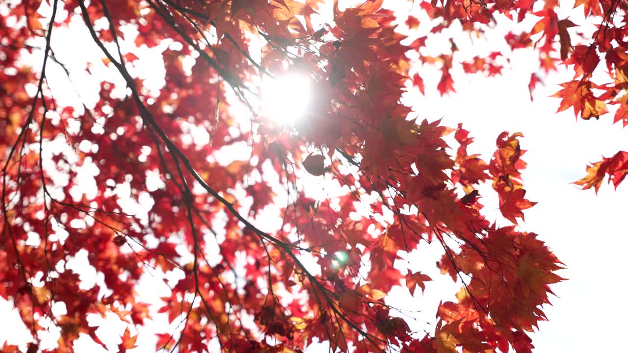 Bright sunlight shines through vivid red Japanese maple leaves against a clear sky. Slow Motion