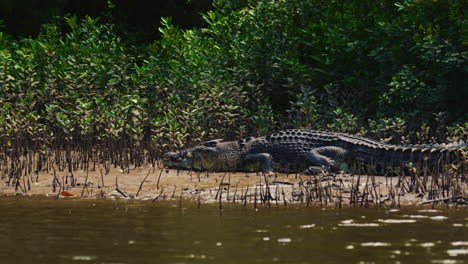 cocodrilo peligroso tomando el sol en un río de manglares