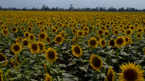 slow drone flight over yellow blooming sunflower field