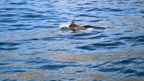 A-dolphin-breaking-the-surface-of-calm-ocean-waters-on-a-sunny-day