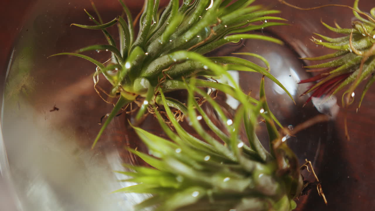 물 속의 공기 식물