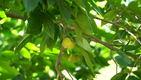 Frutos-De-Caqui-En-Una-Rama-Del-árbol-De-Caqui-En-Pakistán