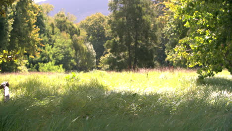 la brisa soplando en un prado de campo