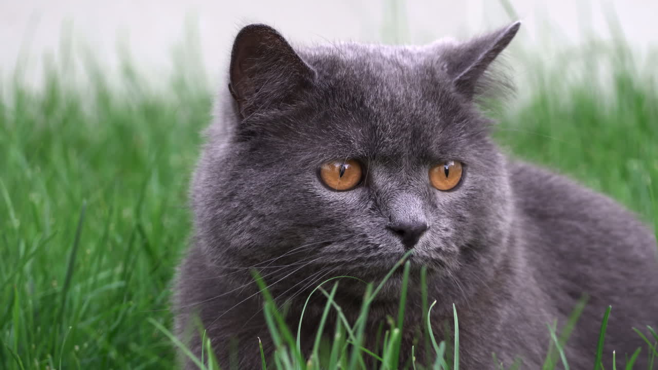 British Shorthair cat with orange eyes resting on the grass in a garden