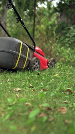 woman's legs with lawn mover machine outdoors. lawn mower cutting the grass in a summer day. gardening activity . vertical video