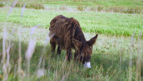 Brown-Poitou-Donkey-Grazing-Grass-in-Farmland---slow-motion