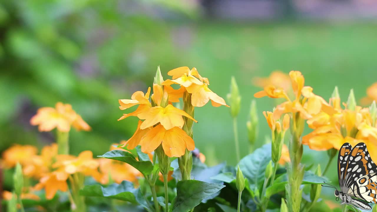 A butterfly gracefully flutters around bright yellow flowers, set against a lush green background, capturing nature's delicate beauty