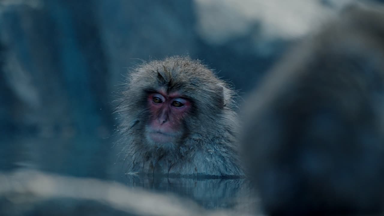 A serene Japanese snow monkey relaxes in the warm waters of an onsen in Jigokudani, Japan.