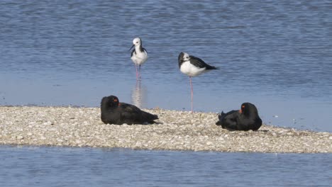 two pied stilt standing and variable oystercatcher birds resting