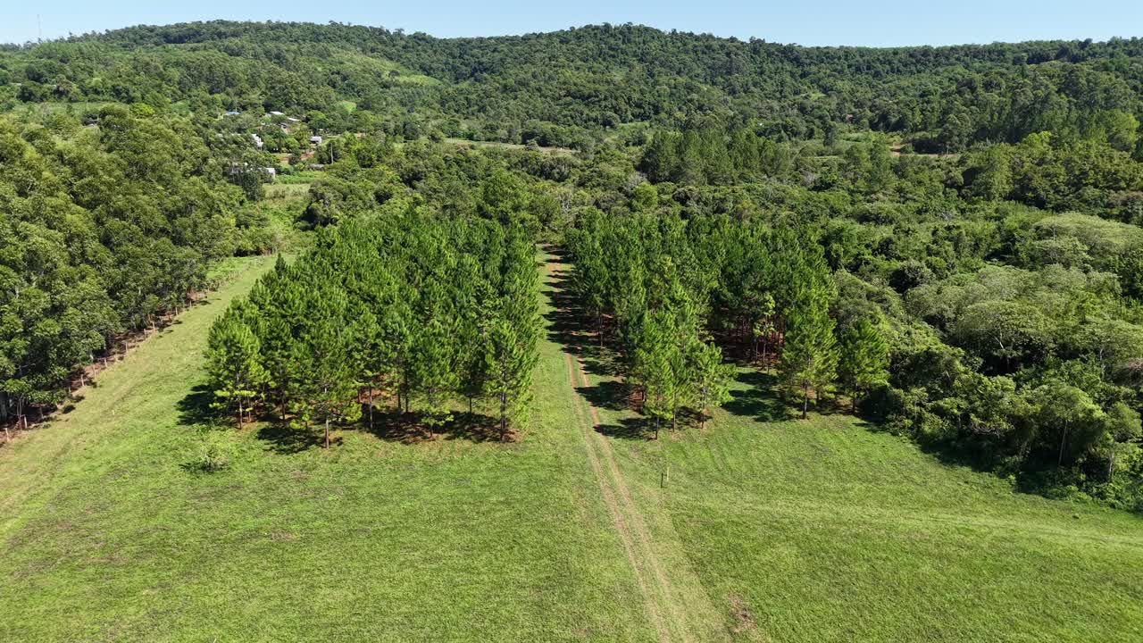 Paysage rural verdoyant avec des plantations de pins alignés et des champs ouverts sous un ciel printanier lumineux vu d’en haut, Panambi, Misiones, Argentine