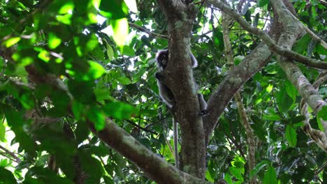 escondiéndose detrás del tronco mientras mira hacia la cámara y luego extiende su cuerpo hacia la derecha para descansar en la rama, mono de hoja de anteojos trachypithecus obscurus, tailandia
