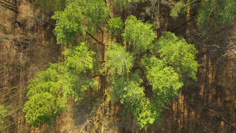 experience the lush intricacy of a mixed foliage forest through a stunning top-down view, where the interplay of shadows and sunlight creates a mesmerizing pattern in nature's own design