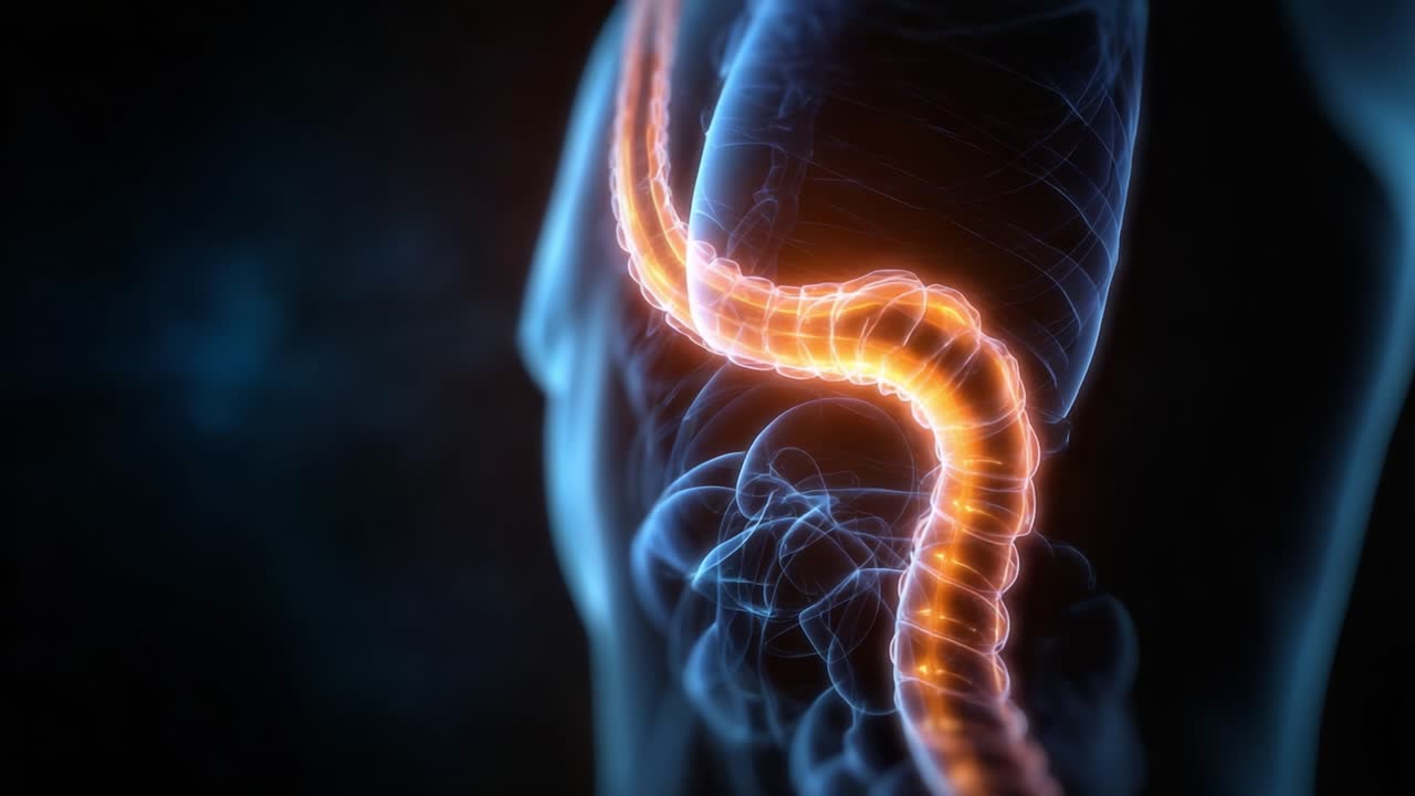 An Intricate Visualization of the Human Spine: Exploring the Structural Complexities and Functions of the Vertebral Column and Spinal Cord in the Human Body