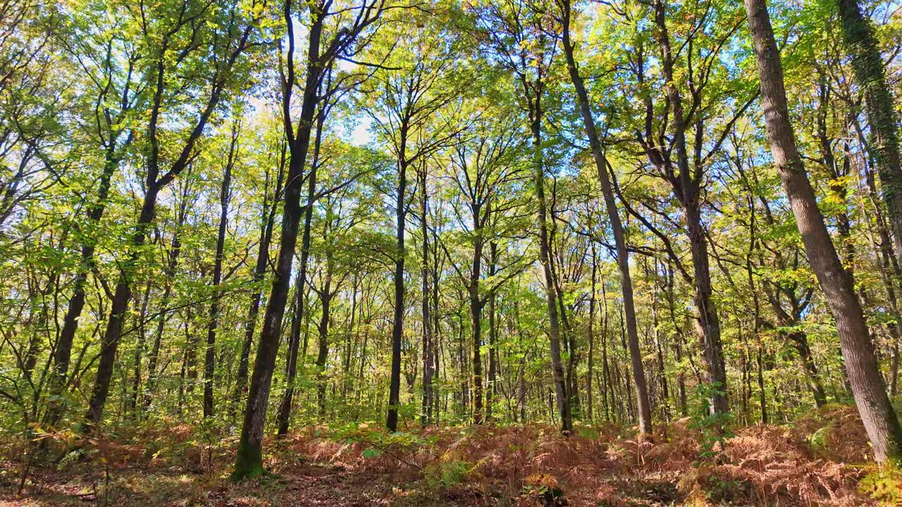 Tall trees in the sunlit forest in autumn foliage with dense forest floor