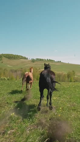 fleet legged black stallion chases light brown mare galloping along lush green field aerial view. equine animals walk in hilly valley slow motion