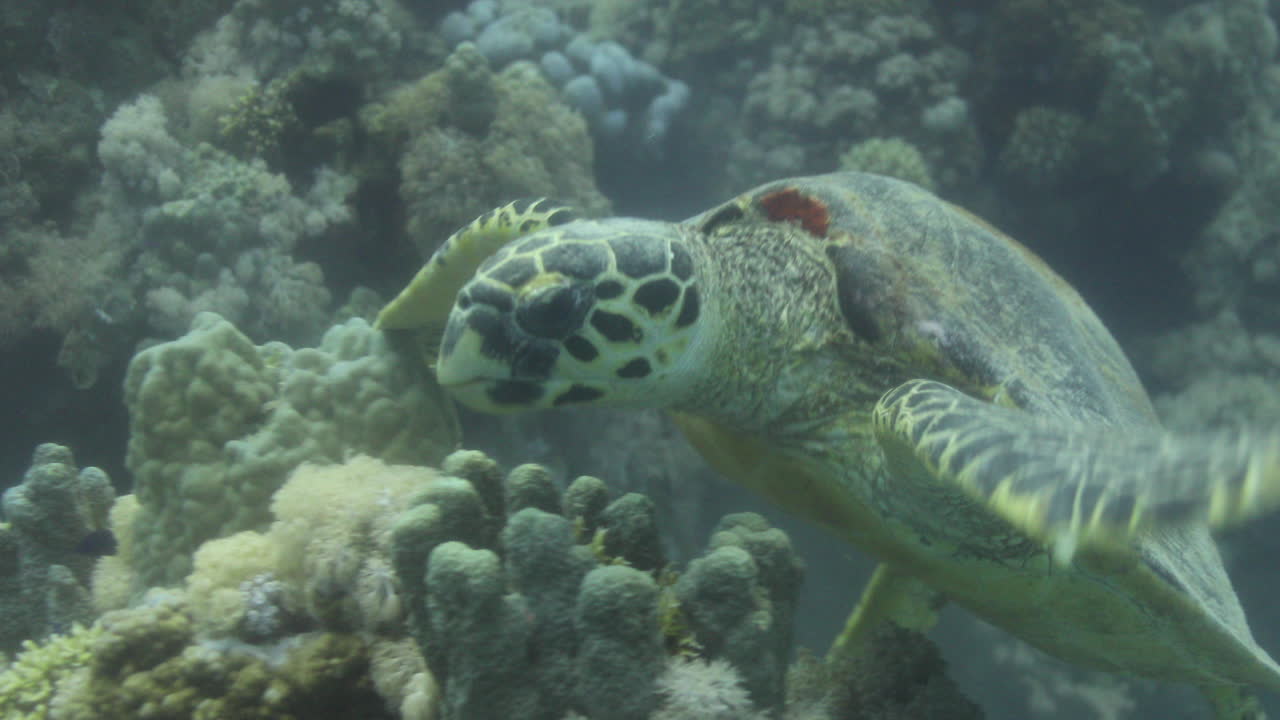 Sea Turtle in the Coral Reef of The Red Sea of Egypt