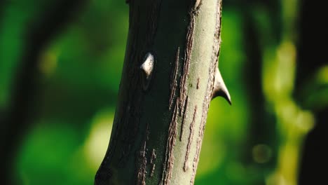 Tilt-camera-movements-show-the-thorns-on-the-roots-of-a-rose-in-evening-sun-lights