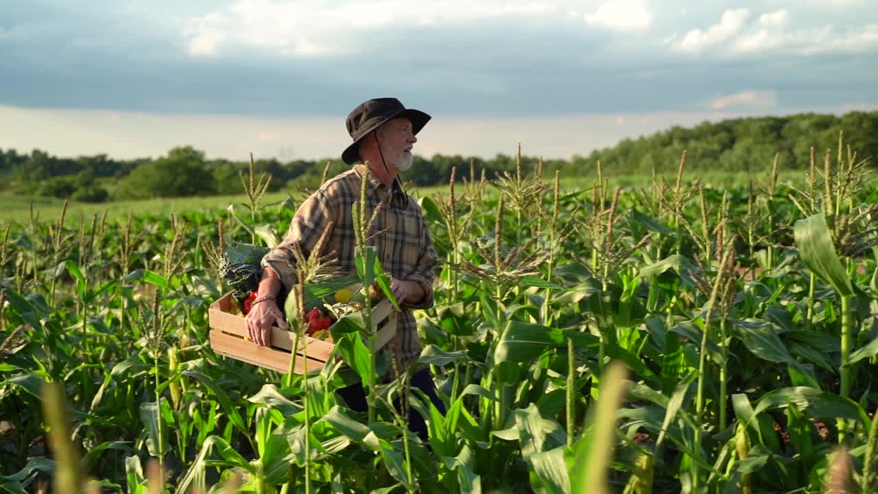 Slow motion closeup side view of farmer carrying crate of freshly picked vegetables through a corn field among rolling hills on a farm at sunset