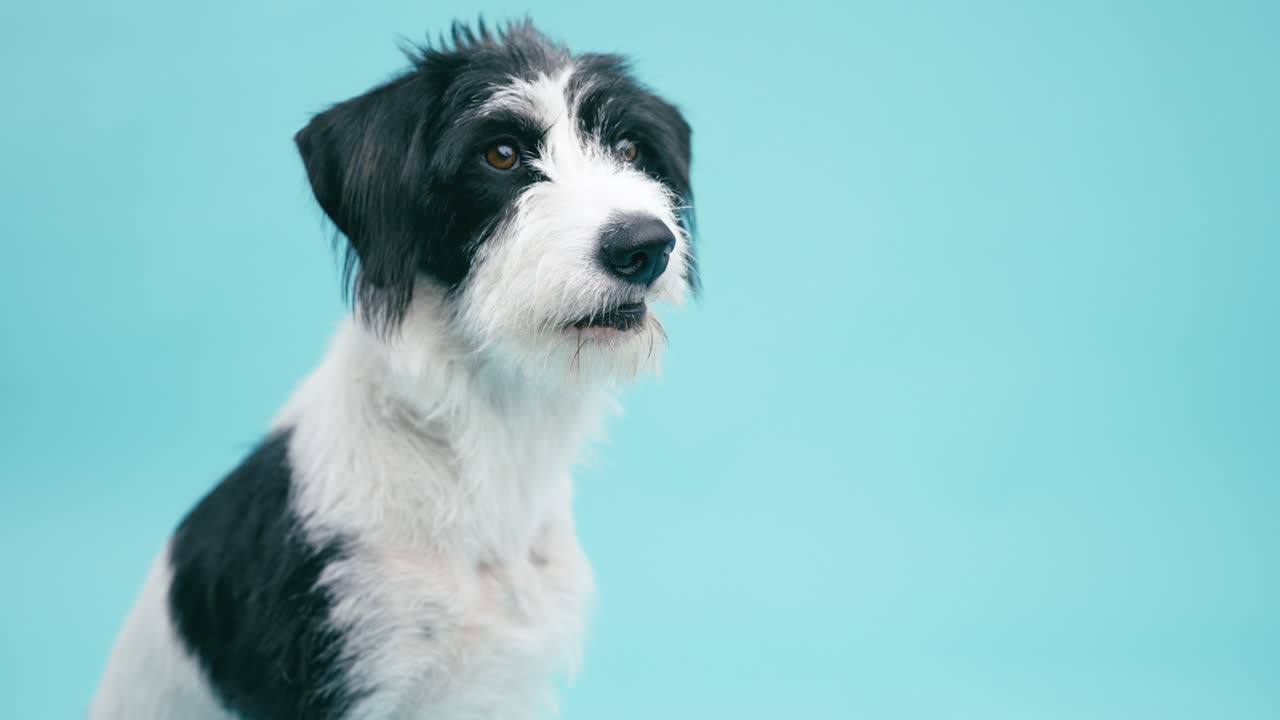 A cute black and white dog portrait