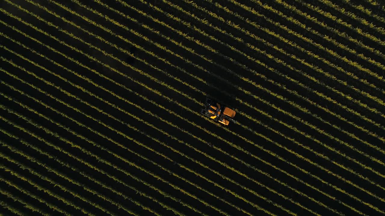 Aerial View of Tractor Harvesting Grapes in Vineyard