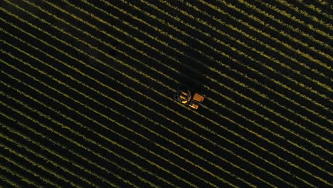 aerial view of tractor harvesting grapes in vineyard