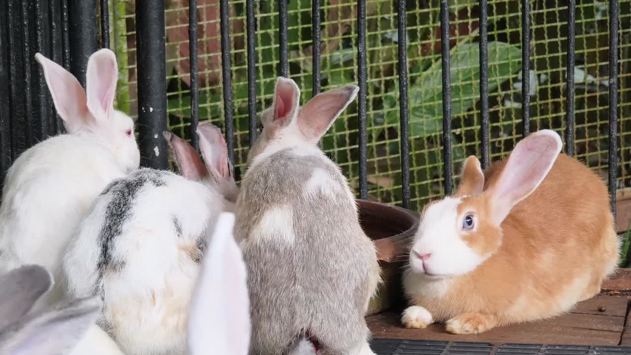 Group of Rabbits in a Cage