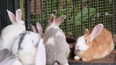 group of rabbits in a cage