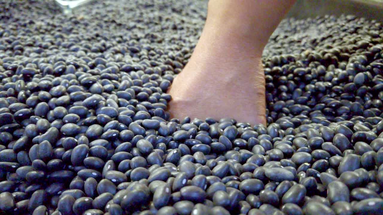 Hand sifting through black beans for food inspection and quality check