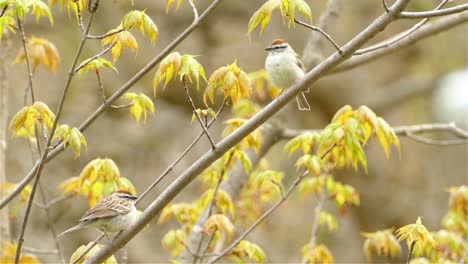 a chipping sparrow bird perched on a tree branch in canada, medium shot