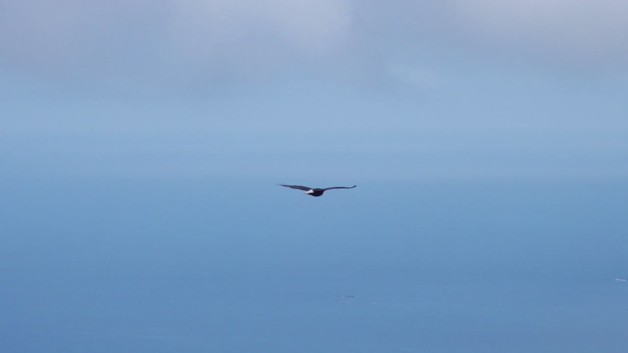 외로운 대머리 독수리가 알래스카 코디악 섬의 산과 바다 위를 우아하게 날아갑니다.