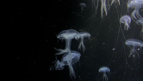 jellyfish - parumbrosa polylobata - at kamon aquarium, japan