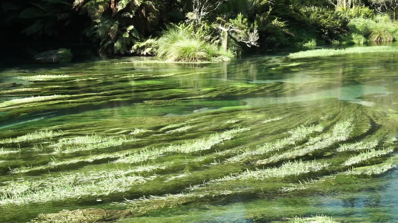cámara lenta - plantas de agua en prístina primavera azul claro putaruru, nueva zelanda