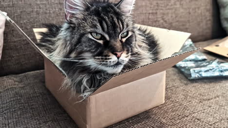 mini black cat potrait on the box