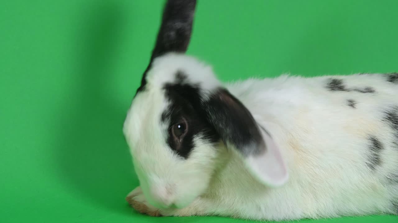 Black and White Rabbit on Green Background