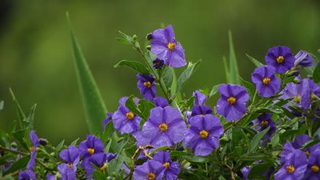 bonitas flores violetas y violetas profundas con hojas de color verde esmeralda y gotas de lluvia durante un día lluvioso