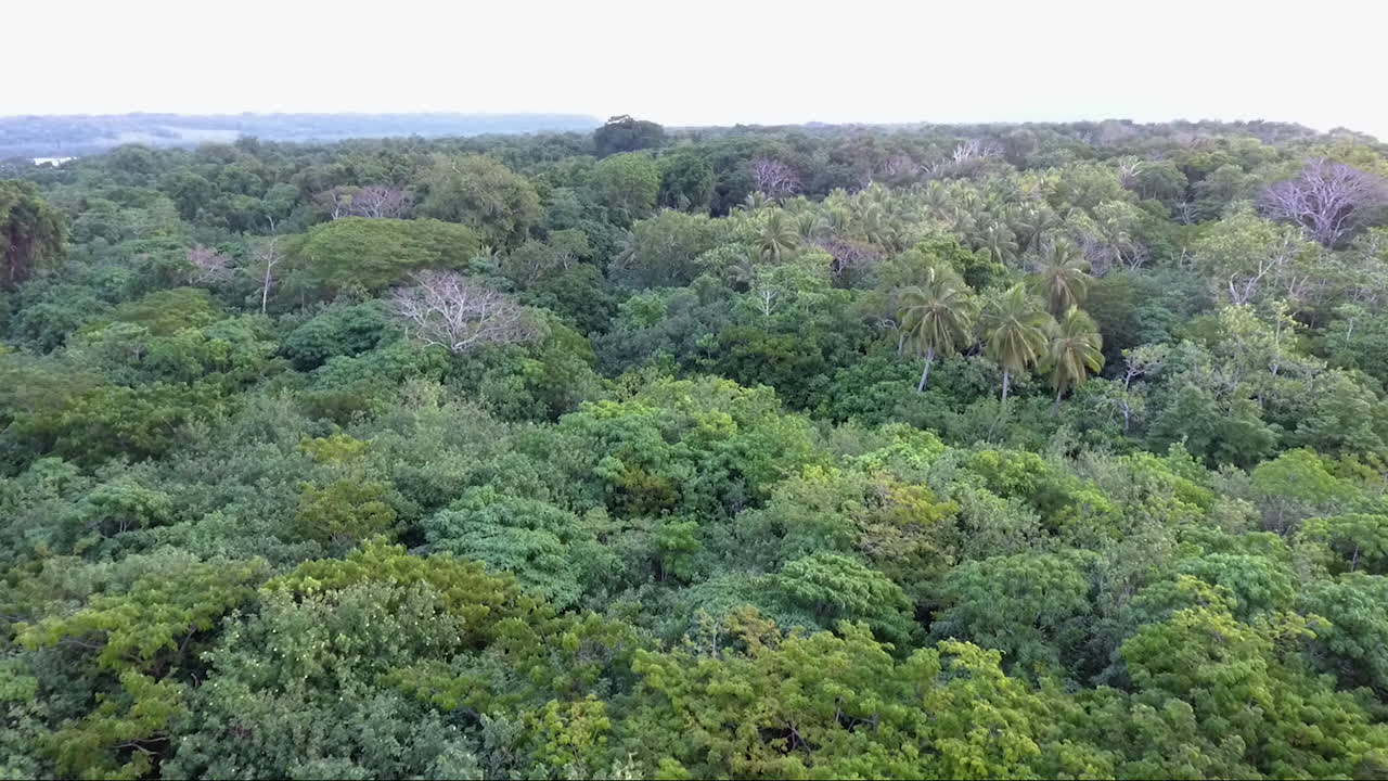 drone volando sobre la selva tropical en vanuatu