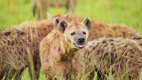 Slow-Motion-Shot-of-Close-shot-of-group-of-hyenas-watching-out-while-feeding-on-remains-of-a-kill,-scavenging-African-Wildlife-in-Maasai-Mara-National-Reserve,-dangerous-safari-animals